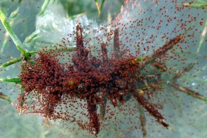 Gorse spider mite [Tetranychus lintearius]. Image: Phil Bendle | CitScihub