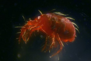 Gorse spider mite [Tetranychus lintearius]. Image: © Tony Wills | CC-BY-SA