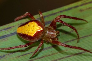 Green orbweb spider [Colaranea viriditas]. Image: © Steve Kerr | CC-BY