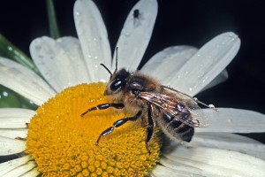 Honeybee [Apis mellifera]. Image: Don Horne