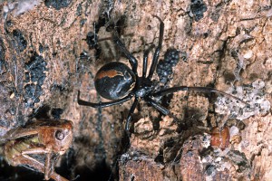 Katipo [Latrodectus katipo]. Image: Don Horne