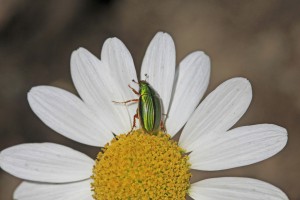 Manuka beetle [Pyronota festiva]. Image: © bugman-nz | CC-BY-NC-SA