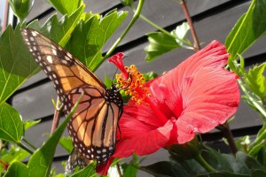 Monarch butterfly [Danaus plexippus]. Image: Phil Bendle | CitScihub