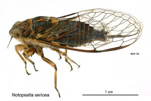 [Notopsalta sericea] lateral view. Image:  Birgit E Rhode