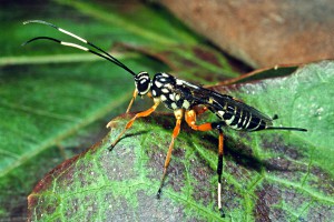 Parasitoid Wasp [Xanthocryptus novozealandicus]. Image: Don Horne