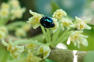 Steelblue ladybird [Halmus chalybeus]. Image: © jacqui-nz | CC-BY-NC