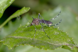 Striped mosquito [Aedes notoscriptus]. Image: © andrew_allen | CC-BY-NC