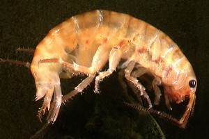 Amphipod. Image: Stephen Moore