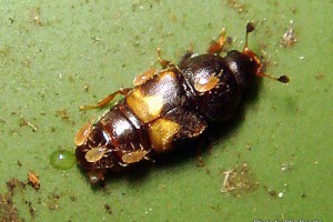 Mites on [Carpophilus hemipterus]. Image: Phil Bendle | CitScihub