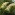 Details of [Austroderia richardii] flower head. Image: Peter Sweetapple Image