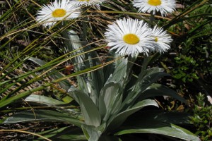 [Celmisia semicordata], Otira Valley. Image: Peter Sweetapple