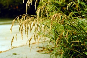 Kāretu seed heads. Image - Peter N. Johnson 