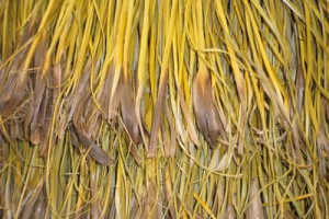 Pīngao tags on a cloak made by Mata Murray. Image: Sue Scheele