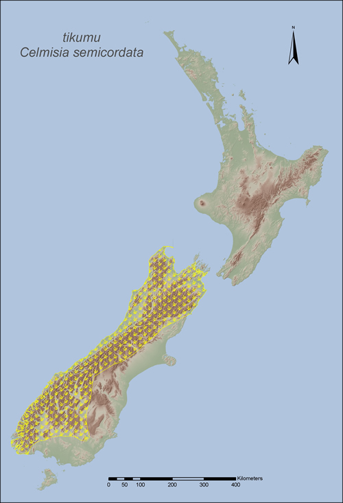 [Celmisia semicordata] distribution map