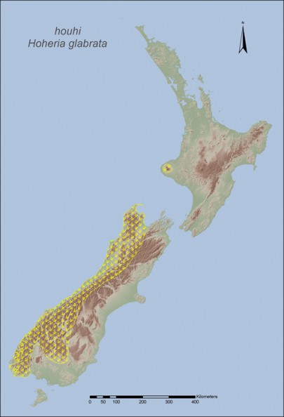 With the exception of H. glabrata on Mt Taranaki, the mountain ribbonwoods are restricted to the South Island. H. glabrata is found in lowland to subalpine forests and shrublands, mainly in wet areas west of the Main Divide.