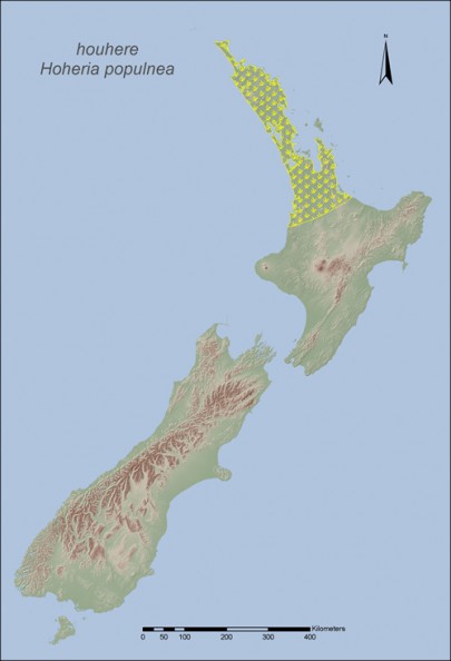 [Hoheria populnea] (houhere) is found in coastal and lowland forests in the upper North Island, north of about Hamilton.
