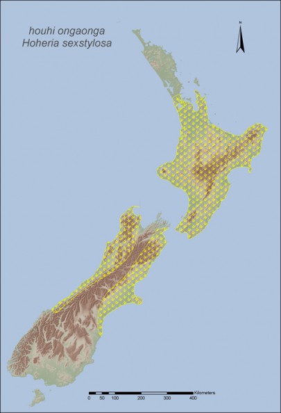 [Hoheria sexstylosa] (houhi ongaonga) occurs in lowland to montane forests from Warkworth southward to Canterbury.
