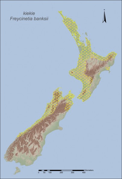 Kiekie is distributed widely in North Island lowland forests, and is found as far south as the Clarence River on the South Island east coast, and to Milford Sound in the west. Kiekie grows best in areas of moderate to high rainfall.