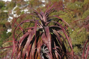 Details of mountain neinei ([D. traversii]) foliage. Image: Peter Sweetapple