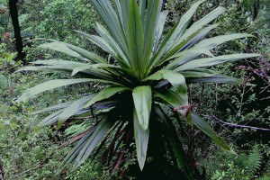 Tōī growing in the Hauhangaroa Range. Image: Peter Sweetapple