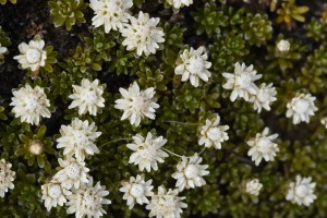 white flowers herbarium