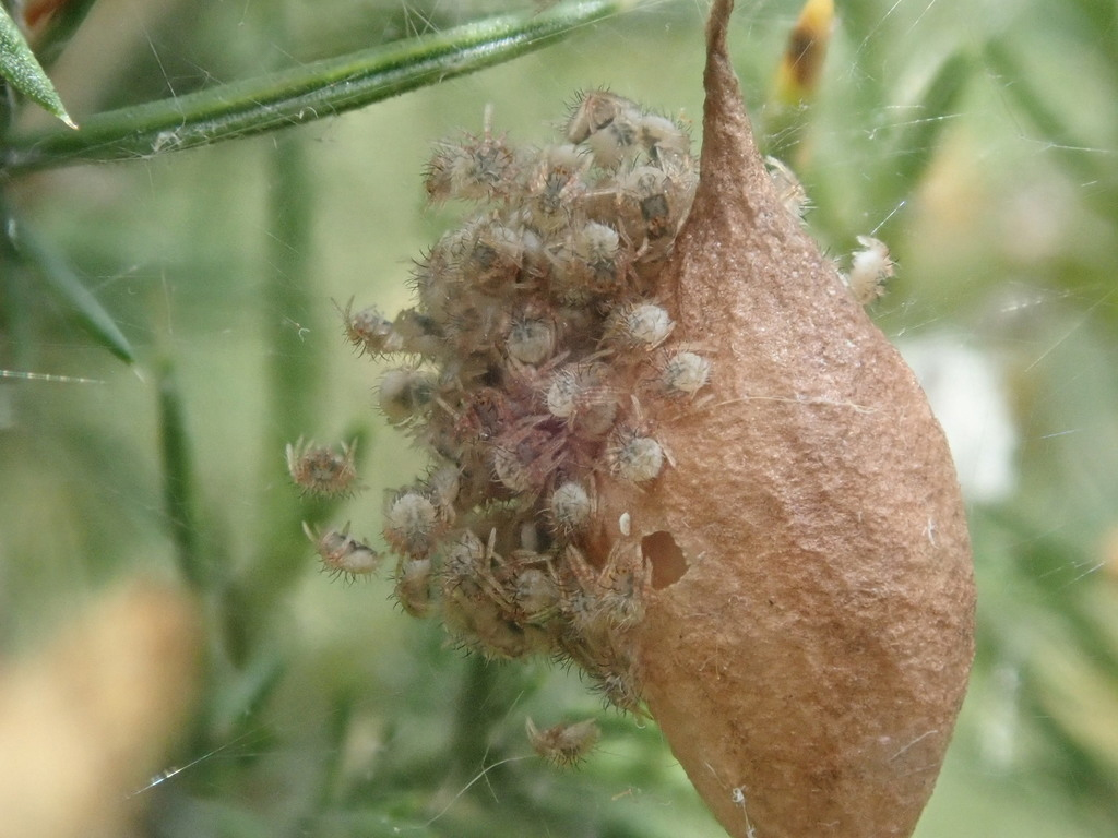 Twospined spider egg sac Manaaki Whenua