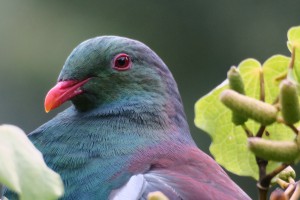 Kereru in kawakawa Phil Lyver