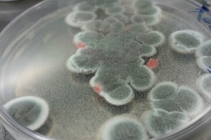 Petri dish resized v2