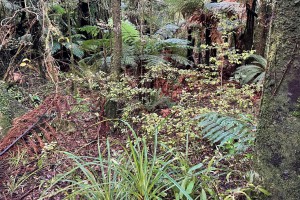 Ramarama plants in Taranaki v2