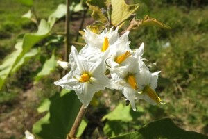 S  ResizedImageWzUwMCwzNzVd. torvum flower