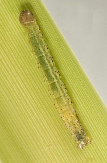 Caterpillar of the cabbage tree moth, Epiphryne verriculata (Lepidoptera: Geometridae). Image: Tim Holmes © Plant & Food Research