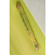 Cabbage tree caterpillar
