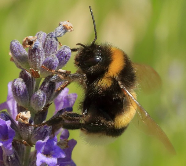 Bumblebee. Martin Falbisoner / CC BY-SA