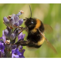 Bumblebee