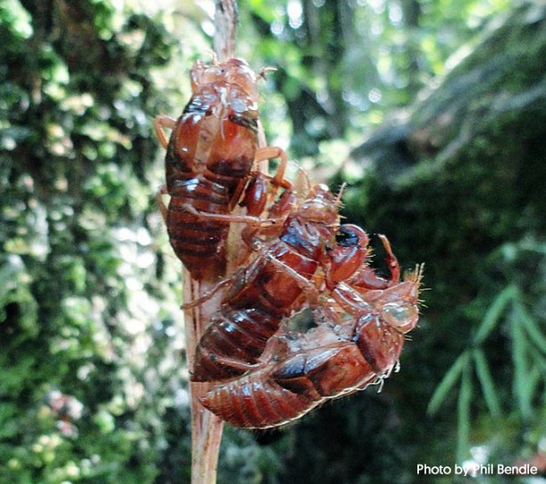 Cicada nymph case. Image: Phil Bendle Collection, CitSciHub.nz