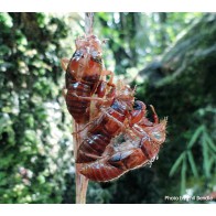 Cicada nymph