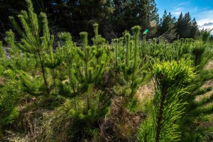 Wilding conifers