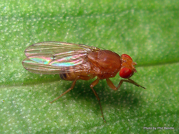 Vinegar fly. Image: Phil Bendle Collection, CitSciHub.nz