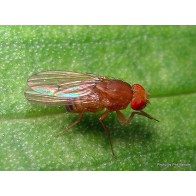 Vinegar flies