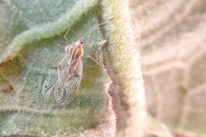 Woolly nightshade lace bug Gargaphia decoris